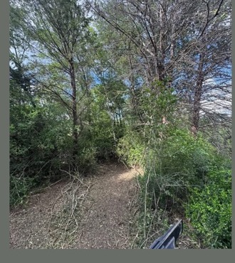 Overgrown Cedar & Brush